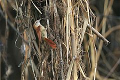 Rusty-backed Spinetail